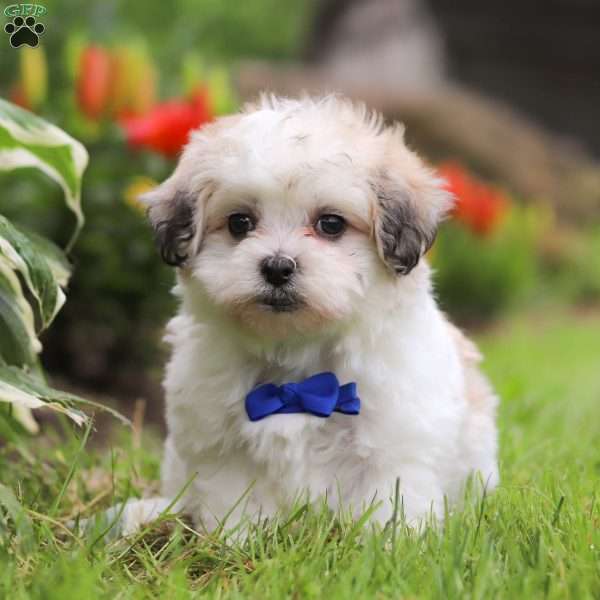 Milo, Maltipoo Puppy